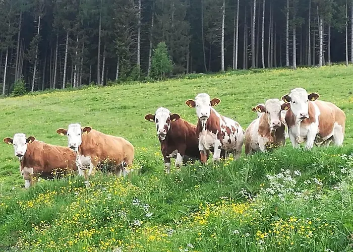 Premiumalmhütte Wiedhupf *